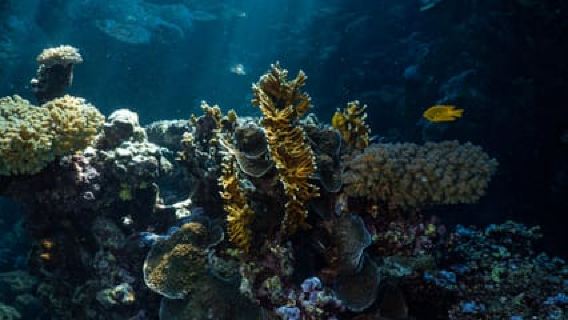 Jeddah: Guided Snorkeling Trip with Snacks and Drinks