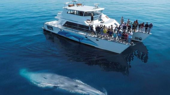 Auckland whale and dolphin watching tour - Auckland cruise - encounter a variety of marine animals