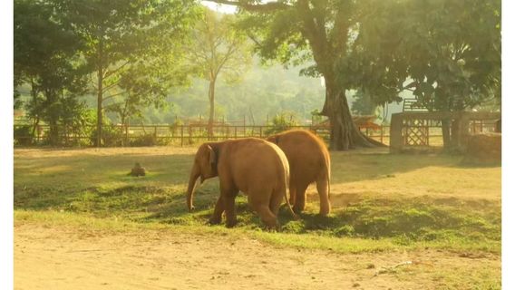 Mae TaengTours
