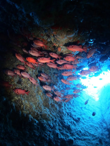日本沖繩青之洞【恩納村集合，體驗潛水/浮潛|提供潛水裝備】