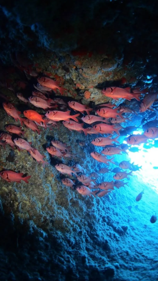Okinawa Blue Caves, Japan [Meet at Onna Village, Experience diving/Snorkeling|diving equipment provided