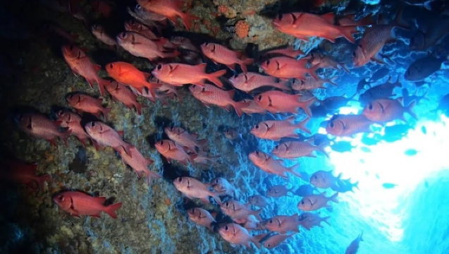 [Recogida en Chatan] Buceo o Snorkel en la Gruta Azul de Okinawa, Japón - Equipo de buceo incluido
