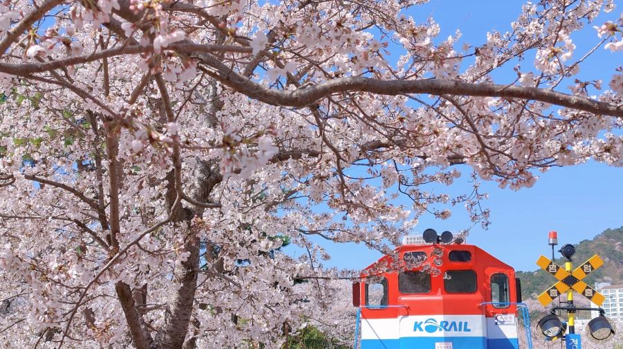 韓國鎮海軍港櫻花節慶典一日遊 (首爾/釜山出發, 日/夜櫻選項, 春季限定, 1人成團)