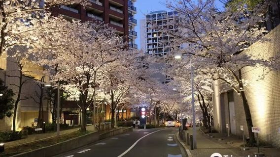 東京日遊