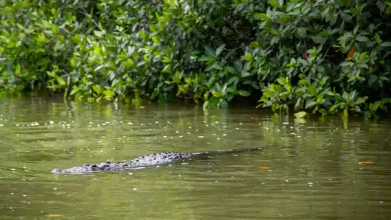 Río Lagartos & Las Coloradas: Guided Tour, Lunch with Drinks + Transfer