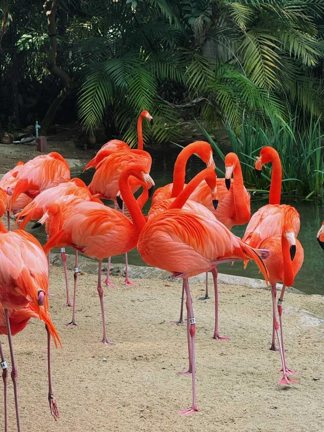 美國洛杉磯來回聖地牙哥景點一日遊！包車【精選老司機】