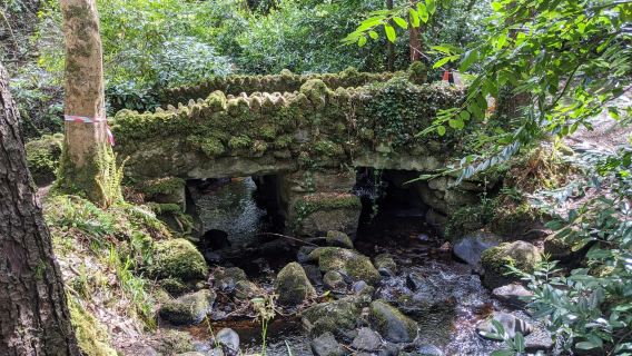 Dublin tall tales and treetop trails full-day tour