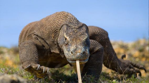 Tur Komodo 3 Hari 2 Malam Perjalanan Berbagi untuk Menjelajahi Situs UNESCO Kadal Raksasa Dunia