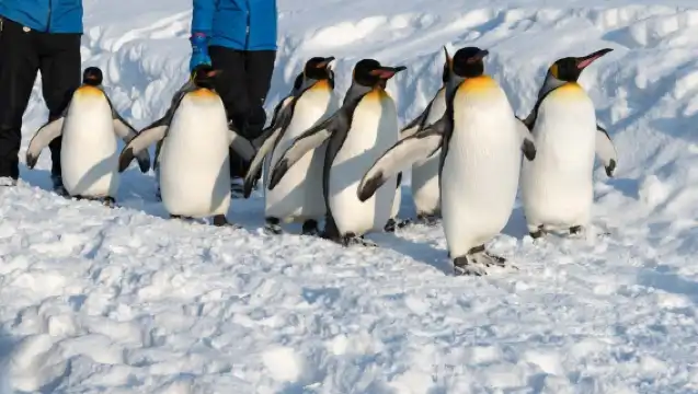 日本札幌來回旭川富良野美瑛/可小樽登別北海道多日-精選