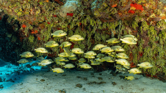 Cozumel: Snorkeling Boat Tour