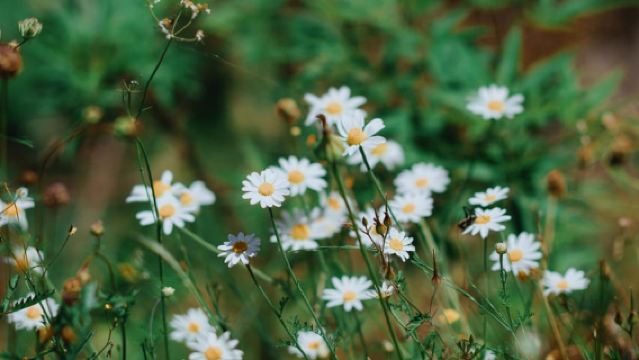 シュコダル湖：カヤックでの4時間ガイド付きツアー