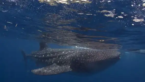 Cebu: Oslob Whale Shark Swimming and Tumalog Falls Tour