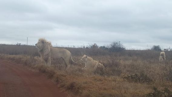 From Johannesburg: Lesedi Cultural Village & Lion Park Tour