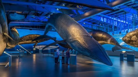 Reykjavik: Eintrittskarte für das Whales of Iceland Museum