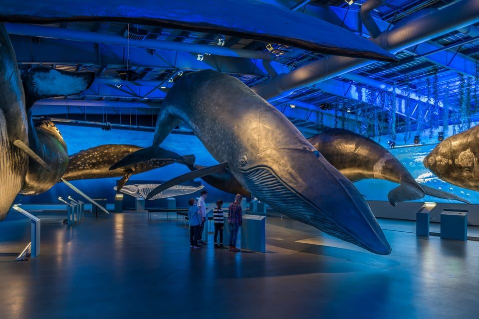 Reykjavik: Eintrittskarte für das Whales of Iceland Museum
