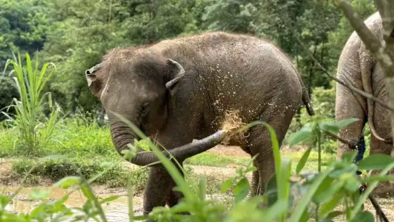 清邁克倫大象寧靜之旅 – 與大象同行及竹筏漂流日遊