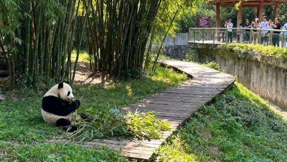 1-day tour: Chongqing Zoo + Guanyinqiao + Beicang Cultural Street + Xiahaoli