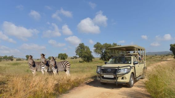 Hartbeespoort: Lion and Safari Park Tour