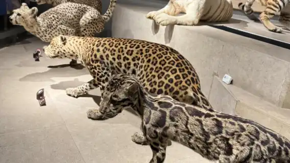 上海自然博物館【大咖講師深度導覽｜私人導覽｜VIP服務】