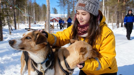 Kiruna: Dog Sledding (Morning Session/Afternoon Session/Evening Session)