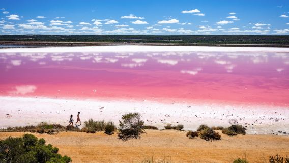 澳洲阿德萊德澎湃粉紅湖+奔富瑪吉爾酒莊一日遊【中文服務】