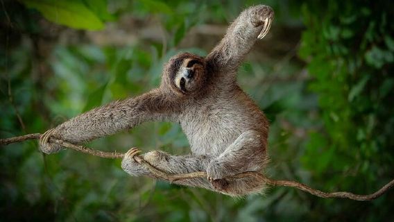 Excursion à la rencontre des paresseux dans la forêt tropicale, cascade, café et chocolat bio