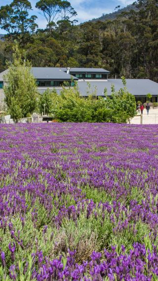 Tasmania Tasman Peninsula + Port Arthur Tour in Australia [Includes Admission Ticket + Cruise]