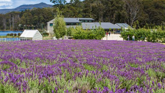 Tasman Peninsula + Port Arthur Tour in Tasmania, Australia [Round-trip from City Center / Includes Admission Ticket]