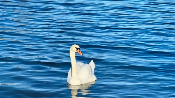 英國曼徹斯特來回溫德米爾湖湖區中文4-8人共乘精品小團一日遊