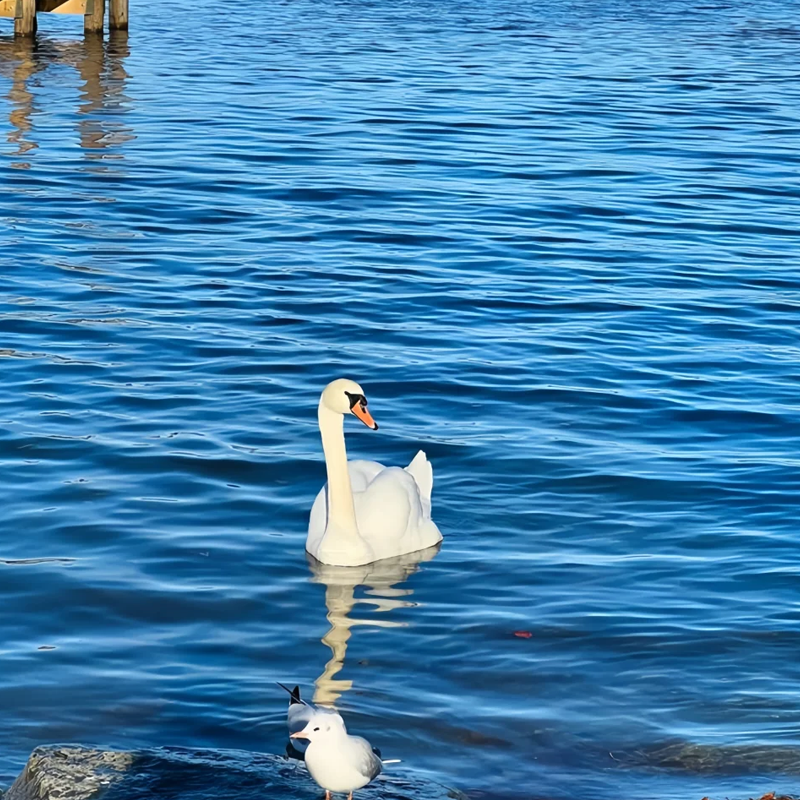 英國曼徹斯特來回溫德米爾湖湖區中文4-8人共乘精品小團一日遊
