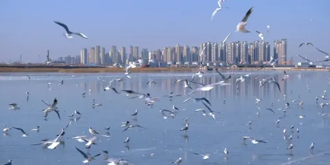 天津五大道+老碼頭看海鷗+濱海圖書館 包車遊│車型可選