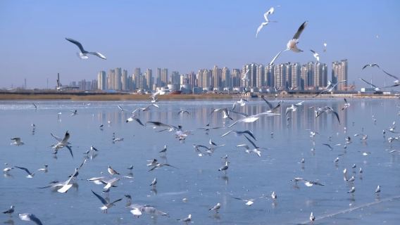 ทัวร์ 1 วันเหมารถเทียนจิน ย่านอู่ต้าเต้า + ชมนกนางนวลที่ท่าเรือเก่า + ห้องสมุดปินไห่│เลือกประเภทรถได้