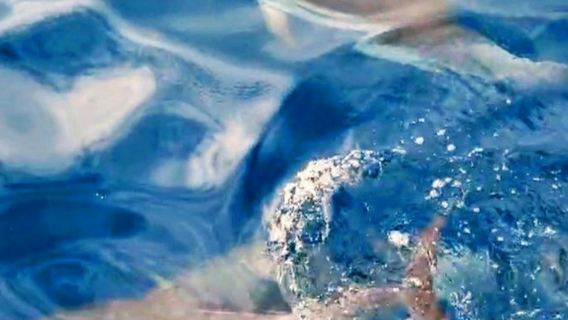 Taormina: Tour con delfines al atardecer + Aperitivo