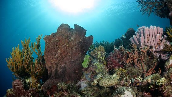 MalaysiaSempornaBigfin DiversCertificazione subacqueaCertificazione subacquea OW3 giorni