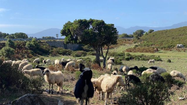 Tour de Naturaleza y Vida Silvestre desde Cagliari