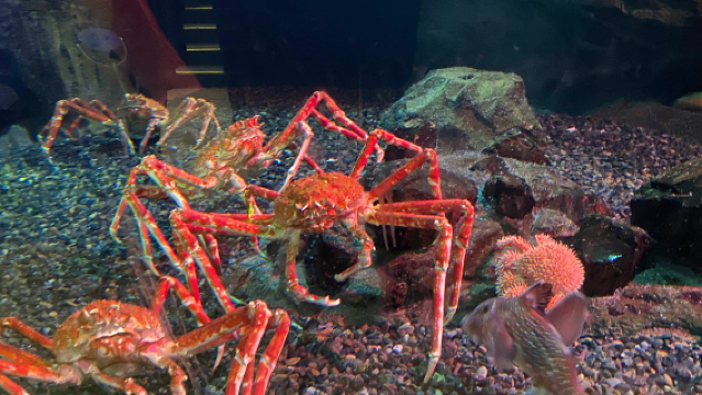 美國亞特蘭大-奧林匹克百年公園-水族館【中文專車-愜意舒適】