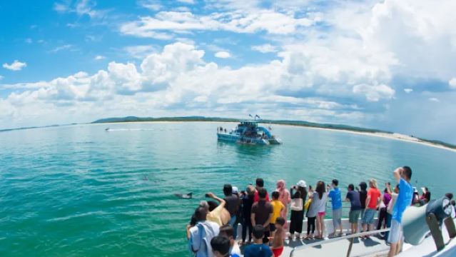 悉尼史蒂芬一日遊-門票小費全含-觀野生海豚+滑沙+樹熊保護區