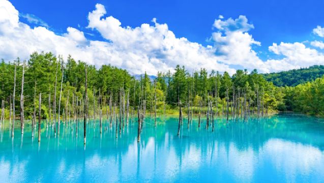 [Partenza Garantita] Tour Giornaliero a Biei-chō: Lago Blu, Cascate Shirahige e Ningle Terrace da Sapporo