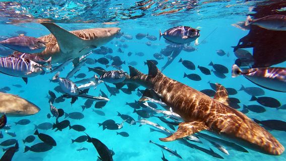 Мальдивы, Мале, скаты и акулы, фридайвинг, сноркелинг, 3 часа [плавание с акулами]