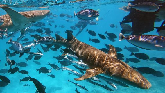MaldivasMaléRayas y tiburonesBuceo libreEsnórquel3 horas [Nadar con tiburones]