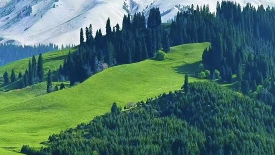 Lawatan Sehari Pergi-Balik Yining: Taman Hutan Qiaxi | Pakej Berkumpulan | Sewaan Peribadi