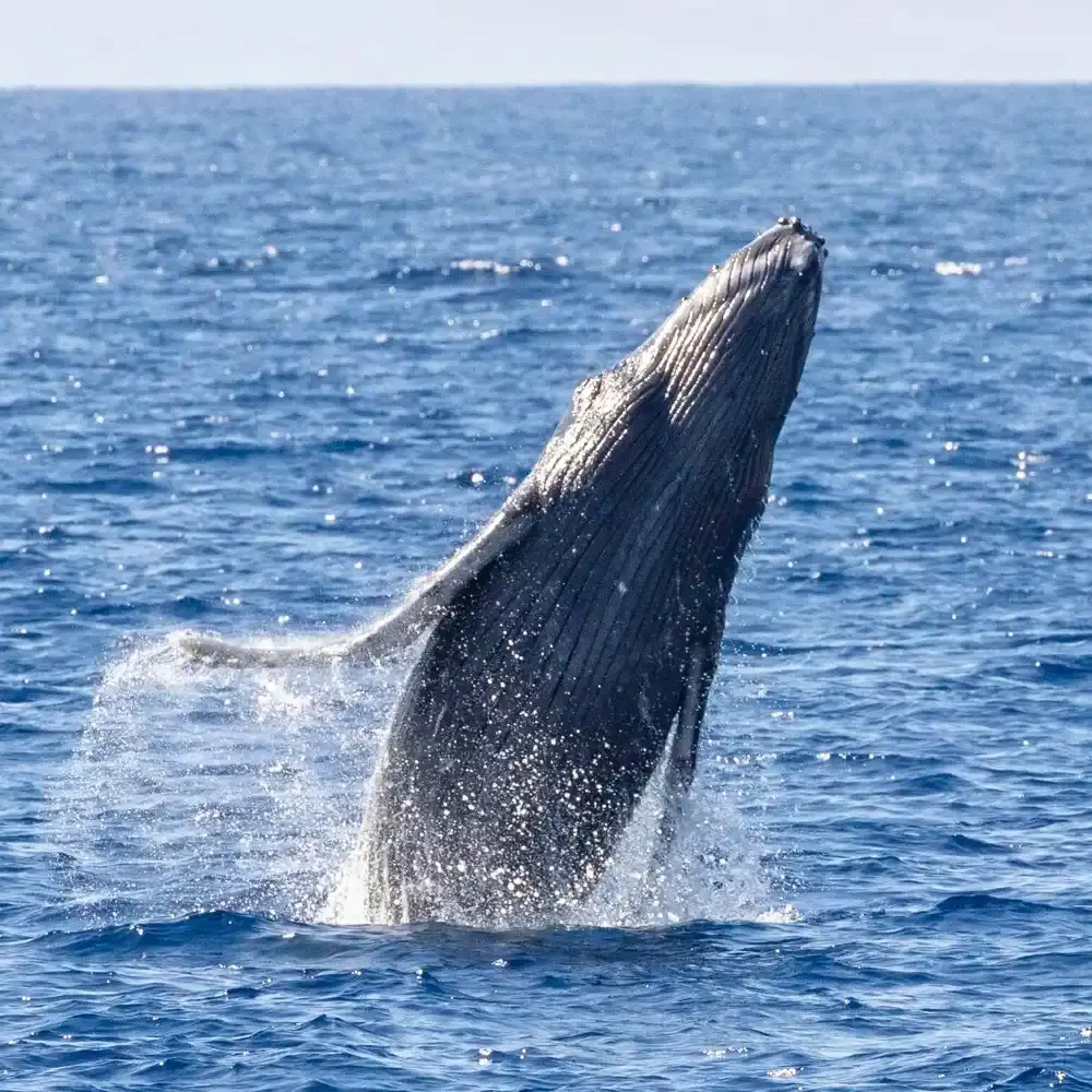 ハワイマウイ島：ホエールウォッチングツアー【至近距離でクジラを観察