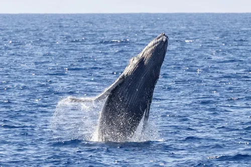 ハワイマウイ島：ホエールウォッチングツアー【至近距離でクジラを観察