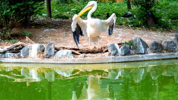 Kunming Old Street & Safari Park Private 1-Day Tour: Nature Viewing + Old Town Cultural