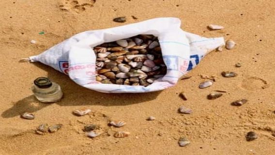 Dig, Discover & Dine – Jaffna's Coastal Clam Experience
