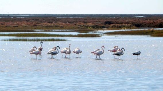 Faro: Eco-Friendly Ria Formosa Bird Watching in Solar Boat