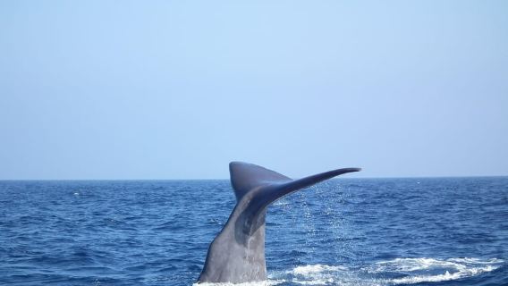 Observation des baleines, des dauphins et des cétacés au départ de Bandol
