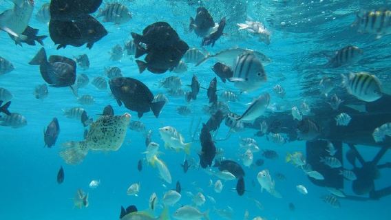 Grand CaymanTours
