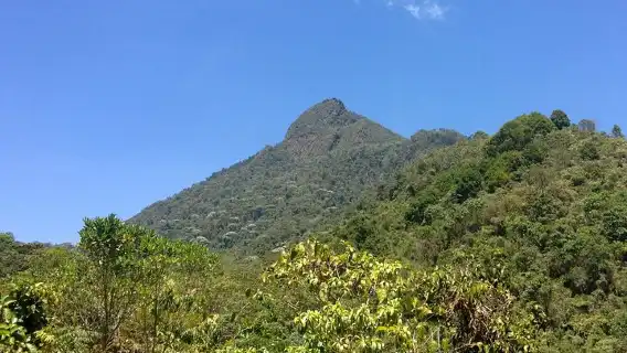 pico de loro cali