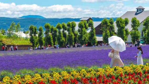 Однодневный тур по Префектуре Хоккайдо: холм Шикисай-но-Ока в Биэй + Синий пруд Широгана + Ningle Terrace, с возможностью выбора обеда «шведский стол»